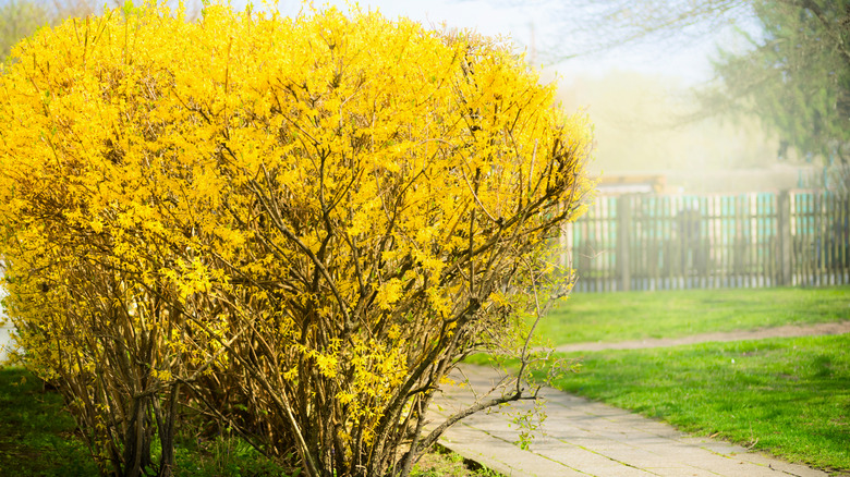 vivid yellow flowers of a forsythia tree in full bloom