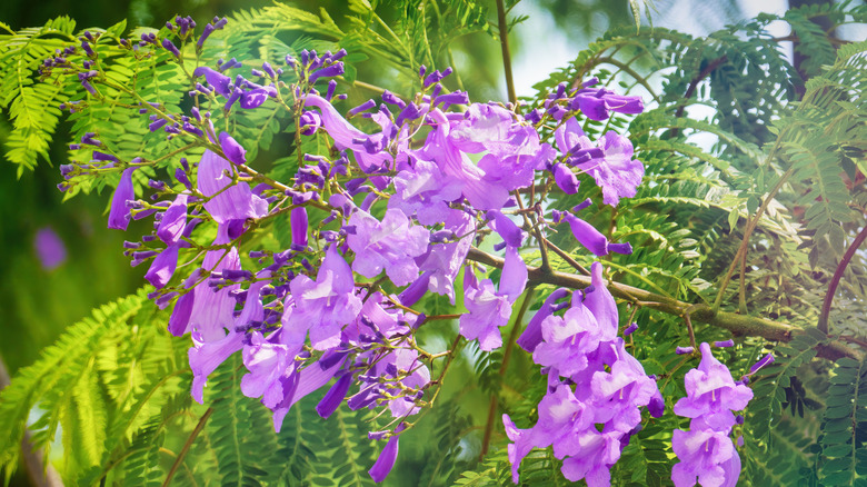 close-up of the papery purple flowers and fine leaves of a jacaranda tree