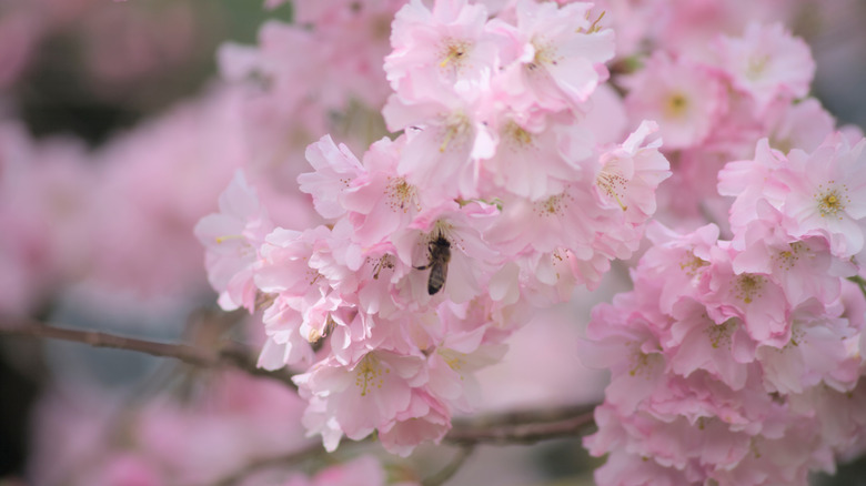 zoomed in light pink cherry tree flowers
