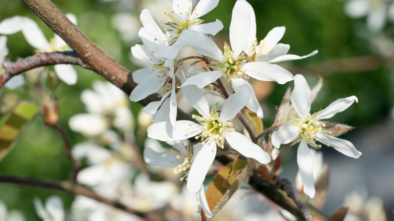 delicate thin-petaled flowers of a Juneberry tree