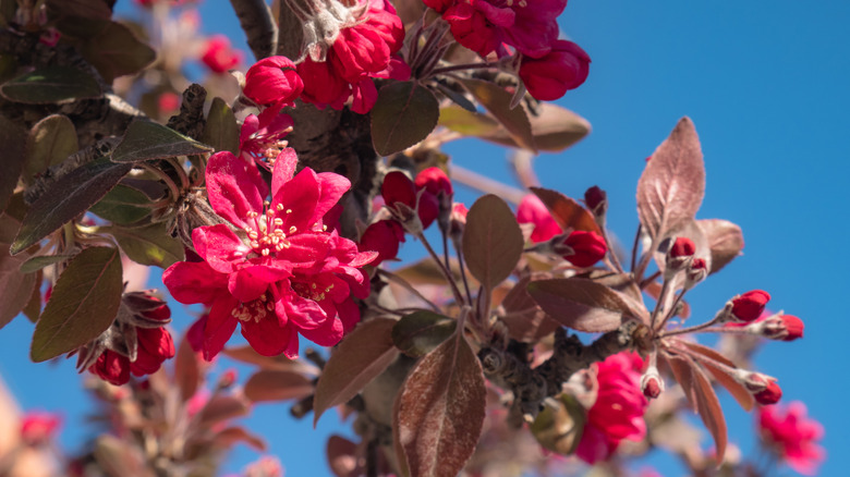 zoomed in image of the crabapple 'Royal Raindrops' flowers