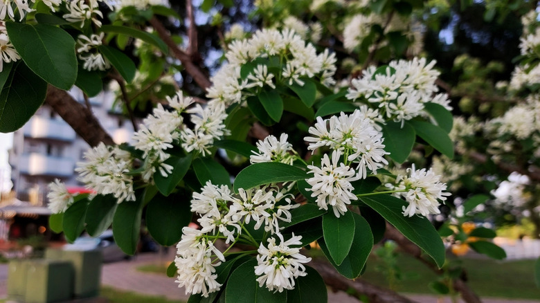 creamy white multiple flower heads of a seven son flowering tree