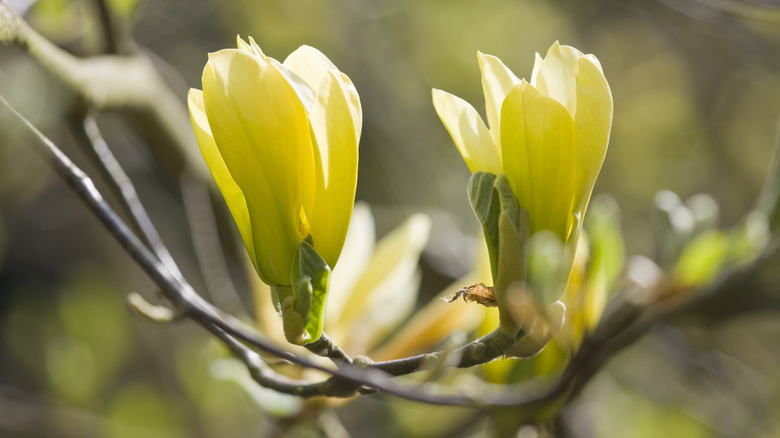 delicate yellow tulip-shaped flowers of the magnolia yellow bird