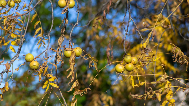 A black walnut with unripened nuts on bare branches