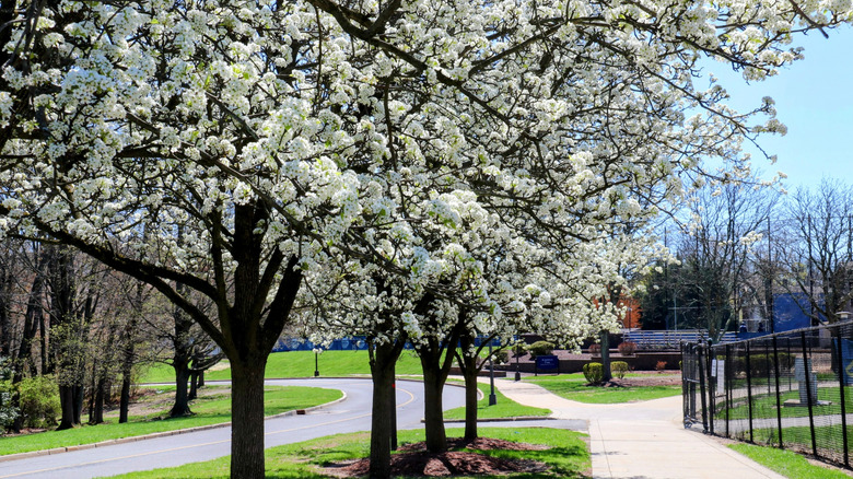 A row of Callery pear trees in full bloom