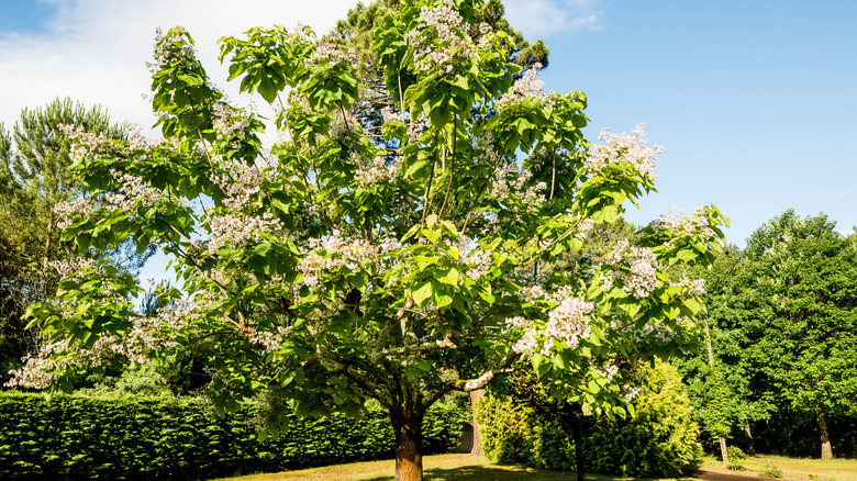 A blooming catalpa tree with white flowers and large seed pods.