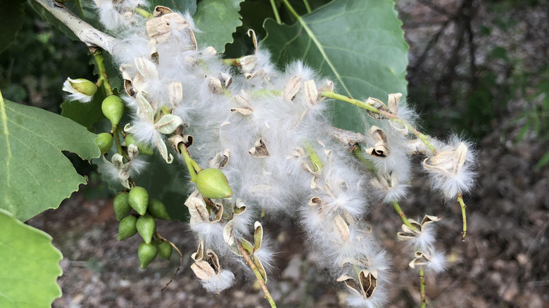 A close-up of fluffy cottonwood seeds from the Eastern cottonwood
