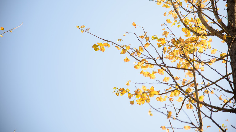 Ginkgo biloba in autumn