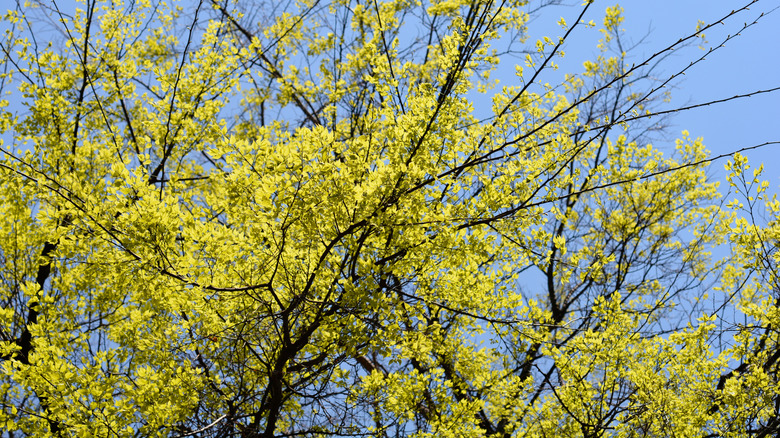 Common hackberry against blue sky
