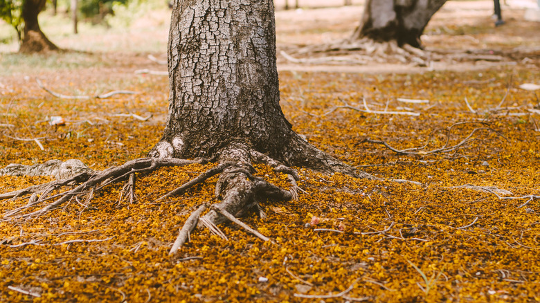 A tree surrounded by a mess of leaf litter