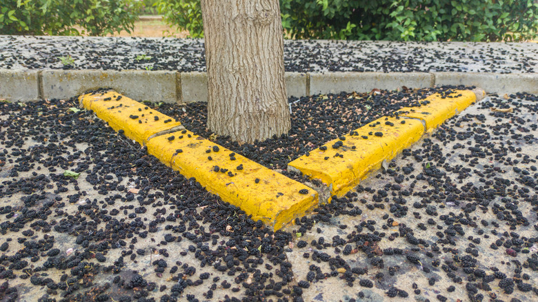 Sidewalk stained by fallen berries