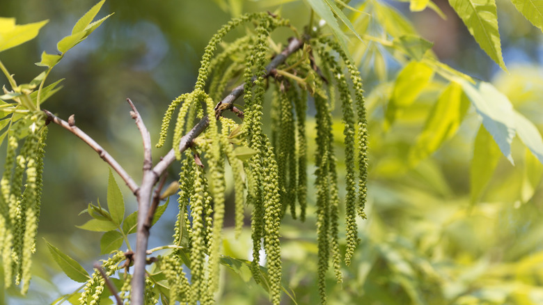 Flowers of a pecan tree