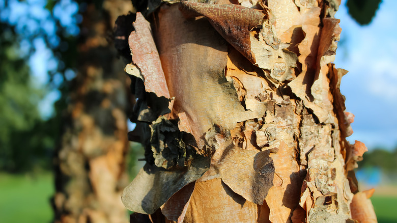 Exfoliating bark of a river birch tree