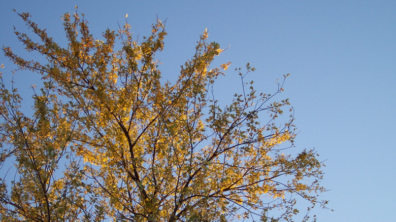 Fall leaves on silver maple