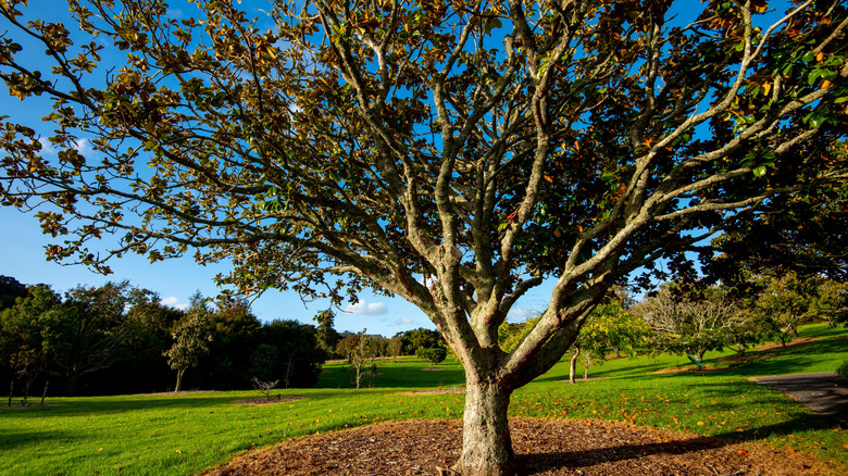 Southern magnolia tree in the park