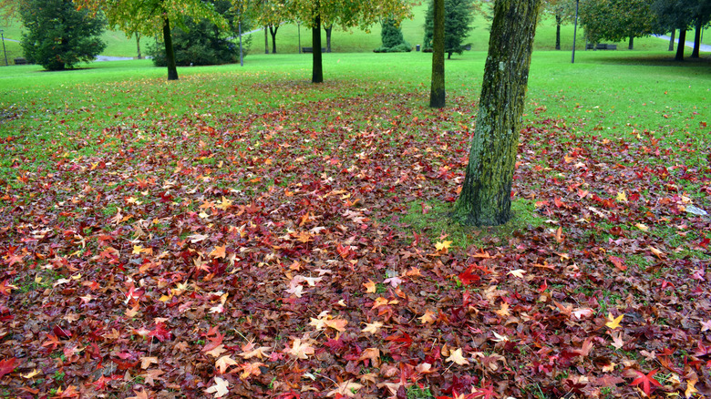 Red sweetgum leaves that have fallen to the ground