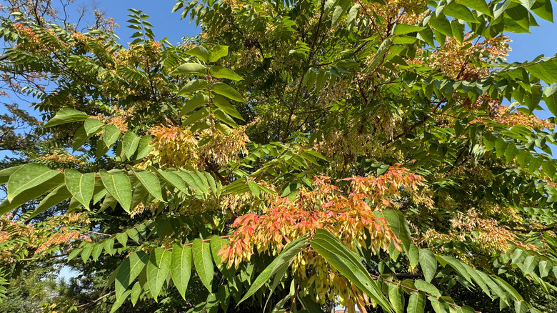 A lush tree-of-heaven with large leaves