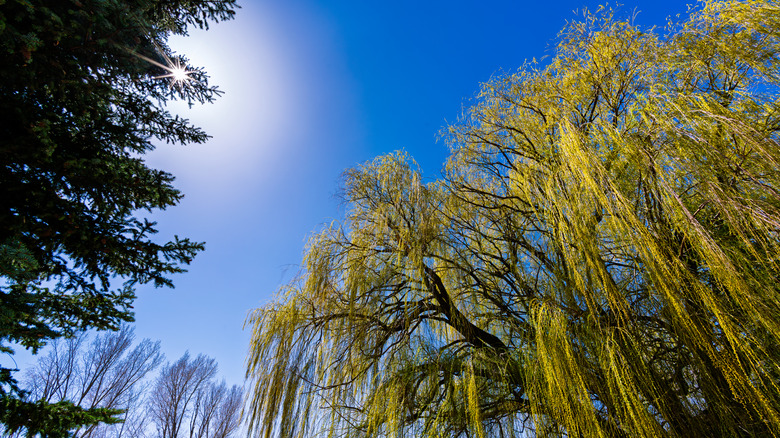 Weeping willow tree in springtime with lush green foliage