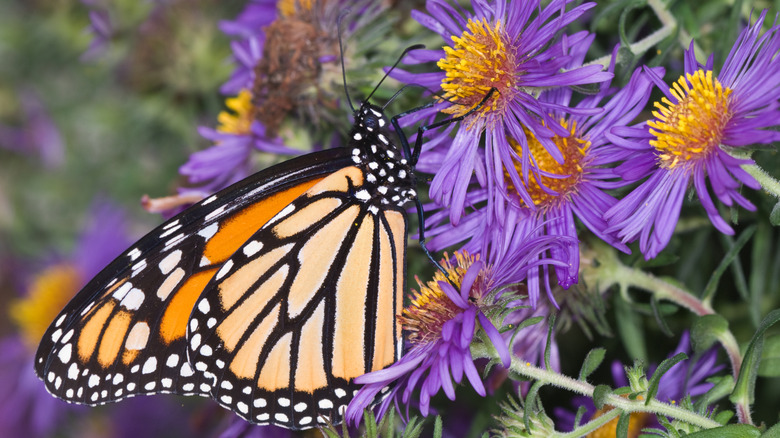 A monarch butterfly forages on an aster flower