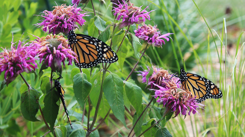 Monarch butterflies on a bee balm plant