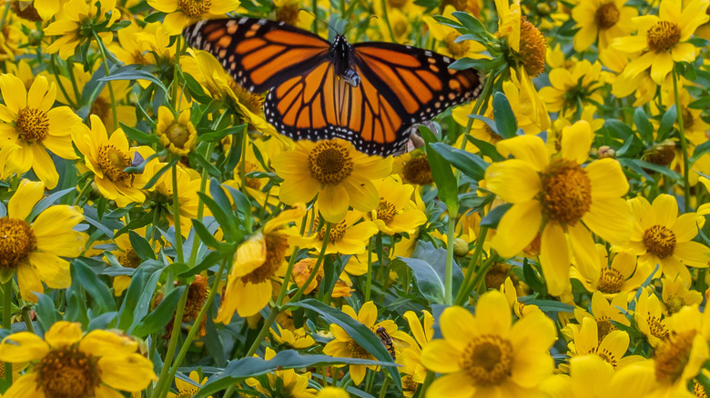 Monarchs feed on yellow beggartick flowers