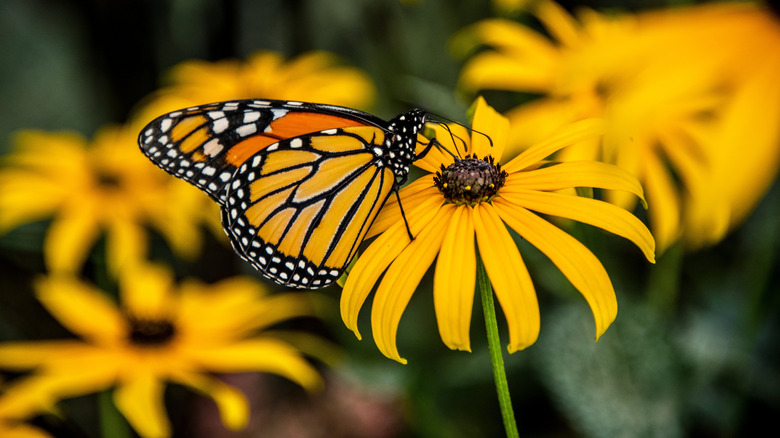 A monarch butterfly forages on black eyed Susan flower