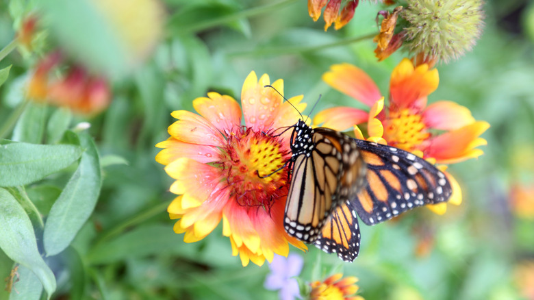 Blanketflowers with a monarch butterfly