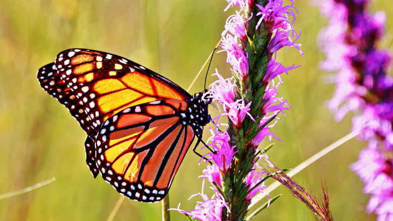 A monarch butterfly on a blazing star flower spike