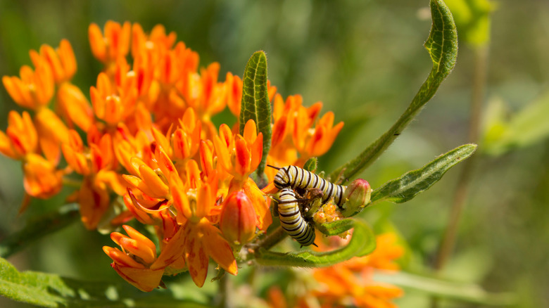 Monarch caterpillars feed on a butterfly weed plant with orange flowers