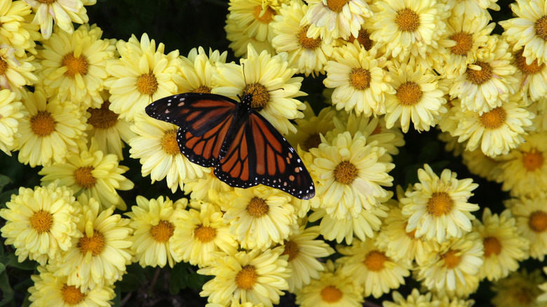A monarch butterfly forages for nectar on a chrysanthemum