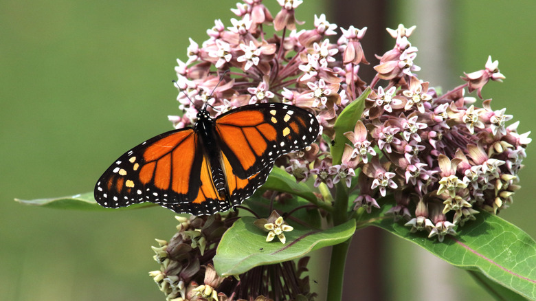 A monarch butterfly feeds on pink common milkweed flowers