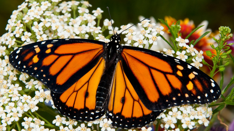 Monarch butterfly on white yarrow flowers