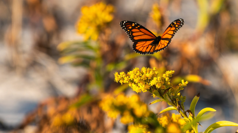 Monarch butterfly with yellow goldenrod flowers