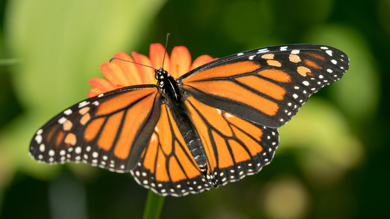 A monarch butterfly on a flower