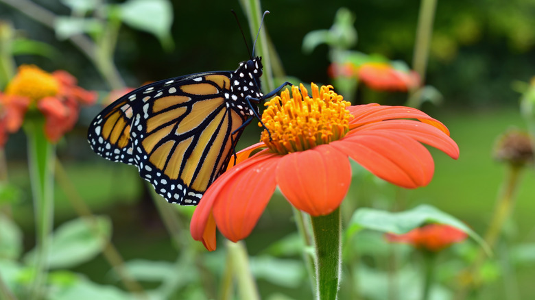 Monarch butterfly on a Mexican sunflower