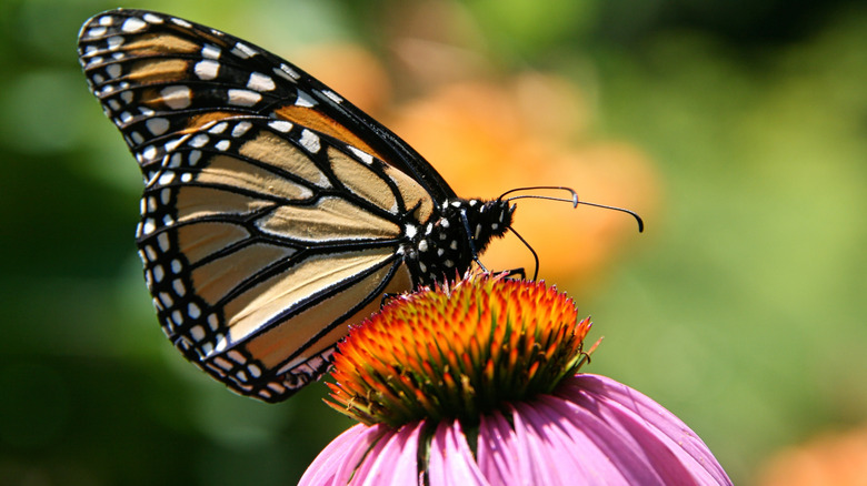 Monarch butterfly on purple coneflower