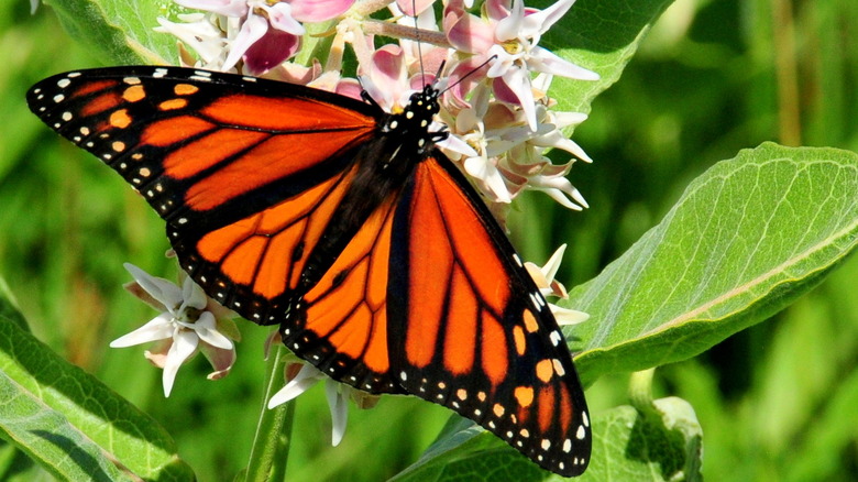 Monarch butterfly on showy milkweed flower