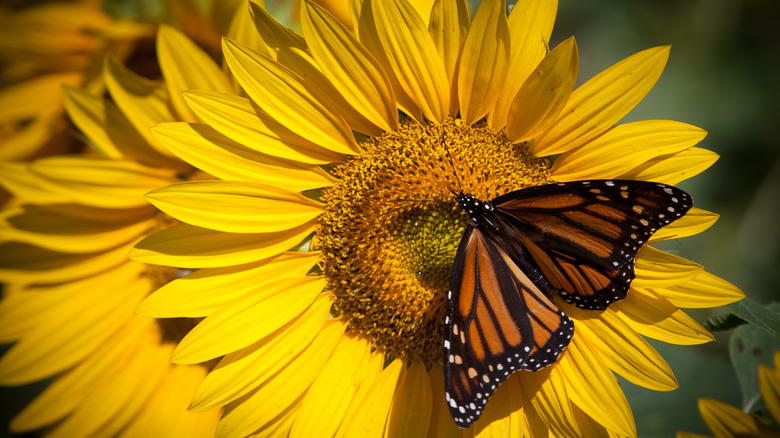 Monarch butterfly on yellow sunflower