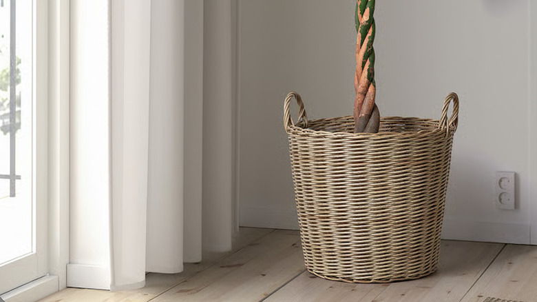 FLODBJÖRK Plant pot holding a plant in a dining area