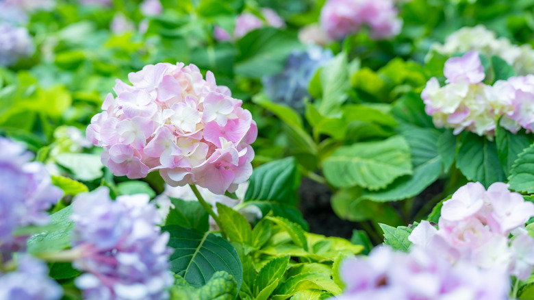 A large, pink and white bigleaf hydrangea growing among others in shades of blue and lavender.