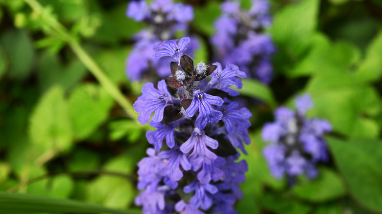 The vibrant purple blooms of the bungleweed growing in shade.