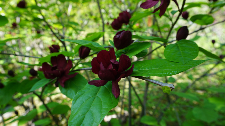 Dark red ﻿Carolina allspice flowers blooming in the shade.