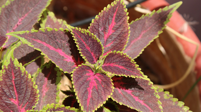 A cluster of coleus leaves in red and green.
