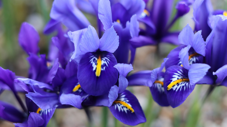 A cluster of vibrant violet and lavender dwarf crested iris in bloom.