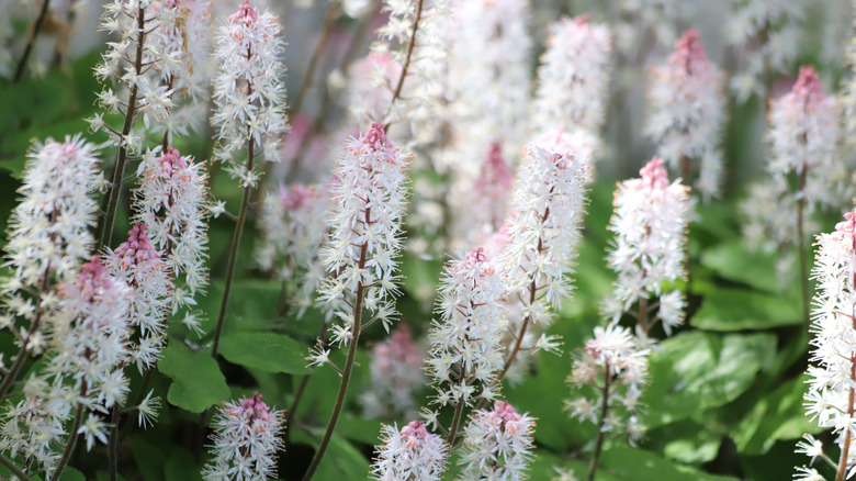 Brush-like foamflower blooms in white and pink grow together in the shade.