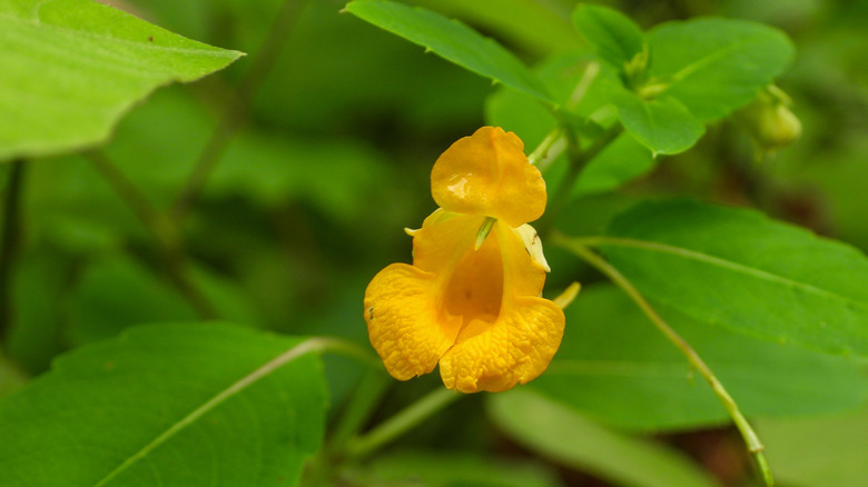 A single orange-yellow jewelweed bloom in the shade.