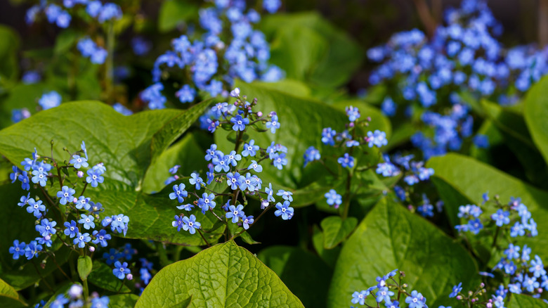The tiny, forget-me-not-like flowers of Siberian bugloss.