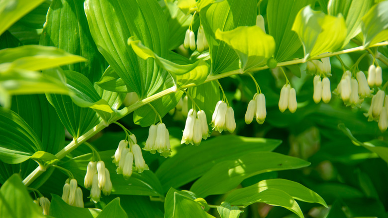 A stem full of white soloman's seal blooms in dappled sunlight.