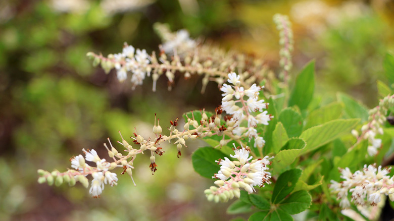 The tiny white blooms of summersweet curving under their own weight.