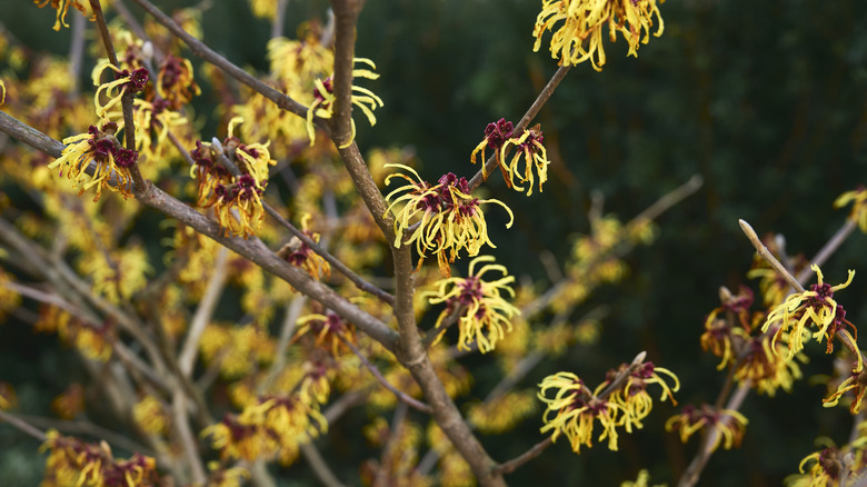 The cricked yellow and orange flowers of witch hazel.